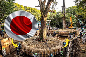 نجات درختان چند ده‌تنی، چرا ژاپن راه سخت و گران را انتخاب می‌کند؟