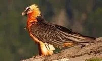 شکار دوباره همای سعادت، این بار در  پارک گلستان