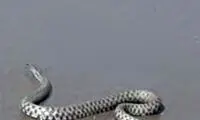 هجوم مارهای سمی به سواحل شمال ایران