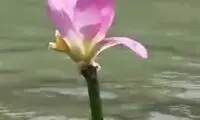  لحظه ناب خوردن گل نیلوفر توسط ماهی‌‌های چینی
