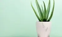 پنج گیاه آپارتمانی برای مقابله با آلودگی هوا