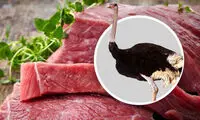 چرا می گویند پرورش شترمرغ سود آوری بالایی دارد ؟