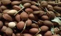 نقرس را با این گیاه درمان کنید