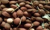 نقرس را با این گیاه درمان کنید
