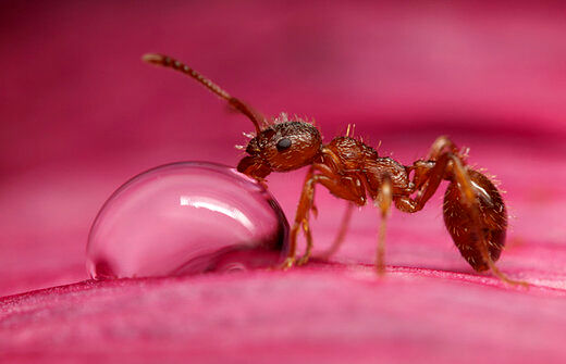 توانایی حیرت‌آور مورچه‌ها در تشخیص سرطان