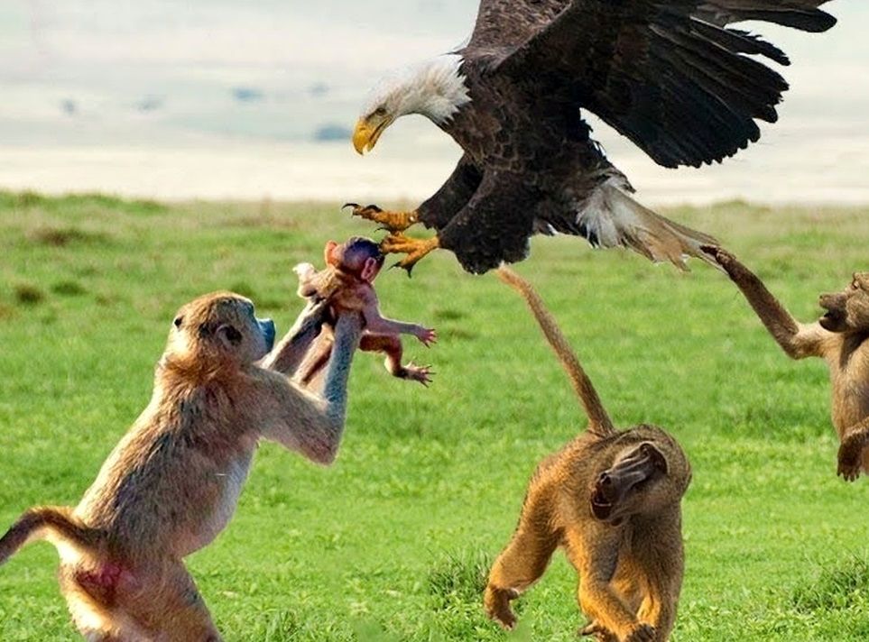چنگال‌ قدرتمند عقاب، میمون را با خود بُرد!