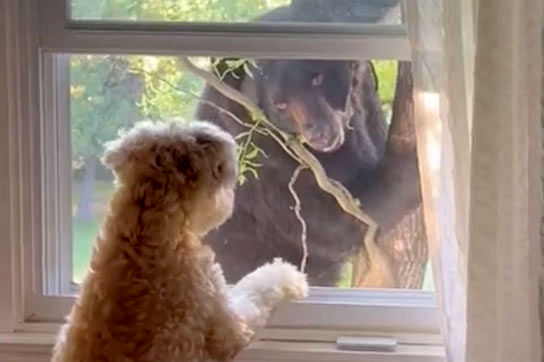 ملاقات غیرمنتظره سگ خانگی با خرس 
