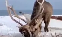 راه رفتن یک گوزن با سر قطع‌شده همنوعش در نبرد!
