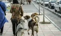 ممنوعیت سگ‌گردانی به شمال رسید