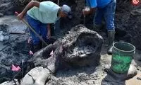 کشف جمجمه غول‌آسای یک جانور 13 هزارساله 