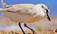خرچنگ شجاع برای زندگی خود با پرنده بزرگ جنگید