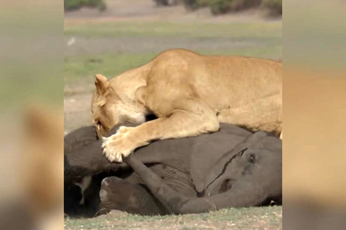 لحظه شکار پرریسک شیرها، البته اگر مادرِ فیل اجازه دهد