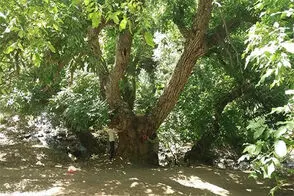 درخت گردوی هزار ساله ایران ثبت ملی شد