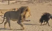 گیج شدن خانواده شیر از دیدن یک کفتار عجیب و غریب