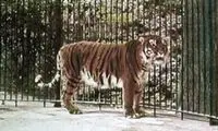 آخرین تصاویر به جا مانده از ببر باشکوه مازندران