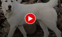 انتظار دردناک یک سگ در بین آوار برای صاحبش!