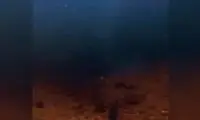 شکار ماهی توسط عقاب از نمای زیر آب