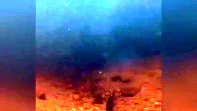 شکار ماهی توسط عقاب از نمای زیر آب