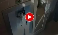 گیر کردن دلخراش یک سگ بین درهای آسانسور