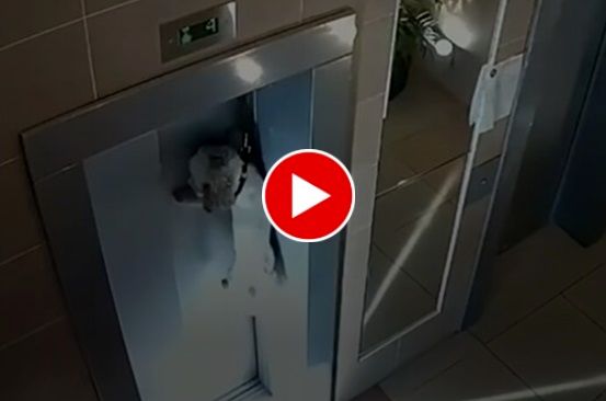 گیر کردن دلخراش یک سگ بین درهای آسانسور