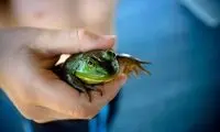 نقش مهم و باورنکردنی قورباغه در سلامتی انسان!