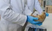 موجودی استثنایی که با یک تپش قلب در دقیقه زنده می‌ماند