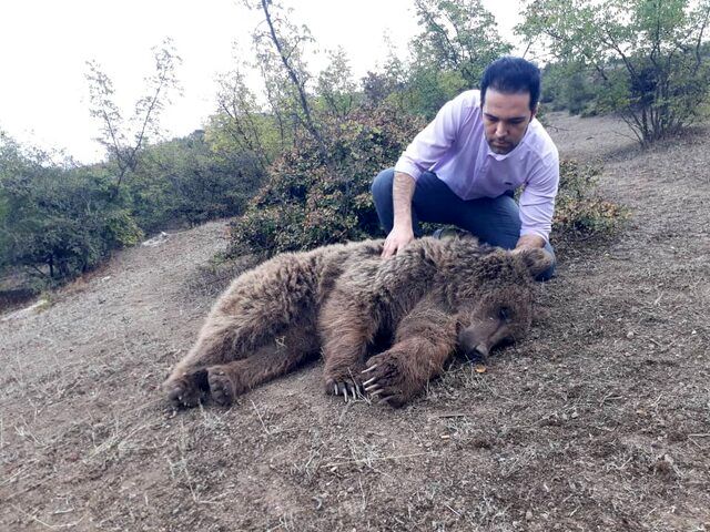 نجات و رهاسازی یک قلاده خرس قهوه‌ای در گیلان 