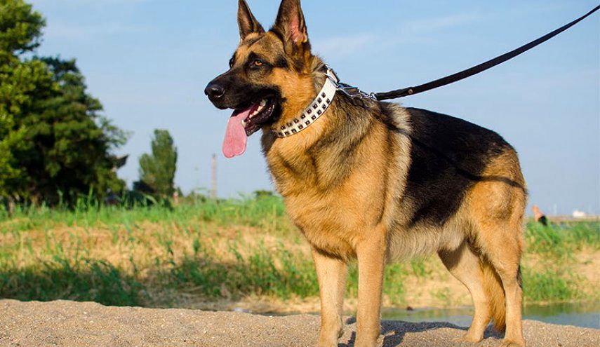 نام این سگ ولگرد قهرمان را «سگ پلیس» بگذارید!