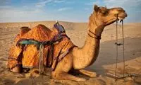 ترفند جالب یک شتر برای بالا رفتن از تپه شنی