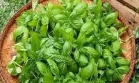 یک گیاه دارویی برای مقابله با دیابت نوع ۲ 