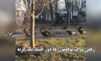 رقص مرگ بوقلمون‌ها دور جسد یک گربه