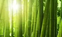 این ماده عجیب جایگزین گیاهی شیشه خواهد بود
