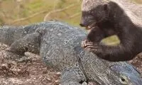 گورکن عسل‌خوارِ سمج، بزمجه بدشانس را شکار کرد!