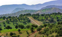 تصویر غم‌انگیزی که از جنگل‌های ایلام ثبت شد