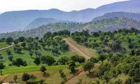 تصویر غم‌انگیزی که از جنگل‌های ایلام ثبت شد