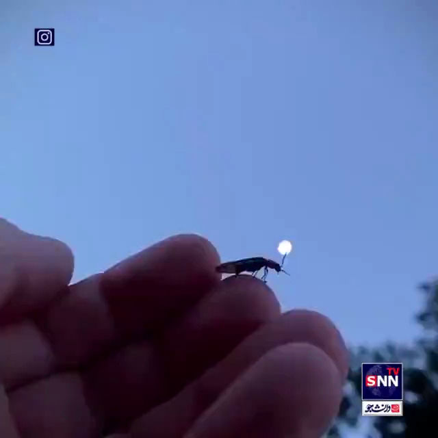 نمای جالب از یک شب‌تاب روی دست یک انسان