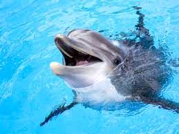 قدرت تشخیص حیرت‌آور باهوش‌ترین دلفین جهان