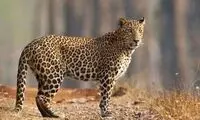 مشاهده پلنگ ایرانی در منطقه حفاظت شده طارم
