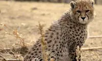 تصاویر جالب از گشت‌وگذار ۲ یوزپلنگ در جاجرم