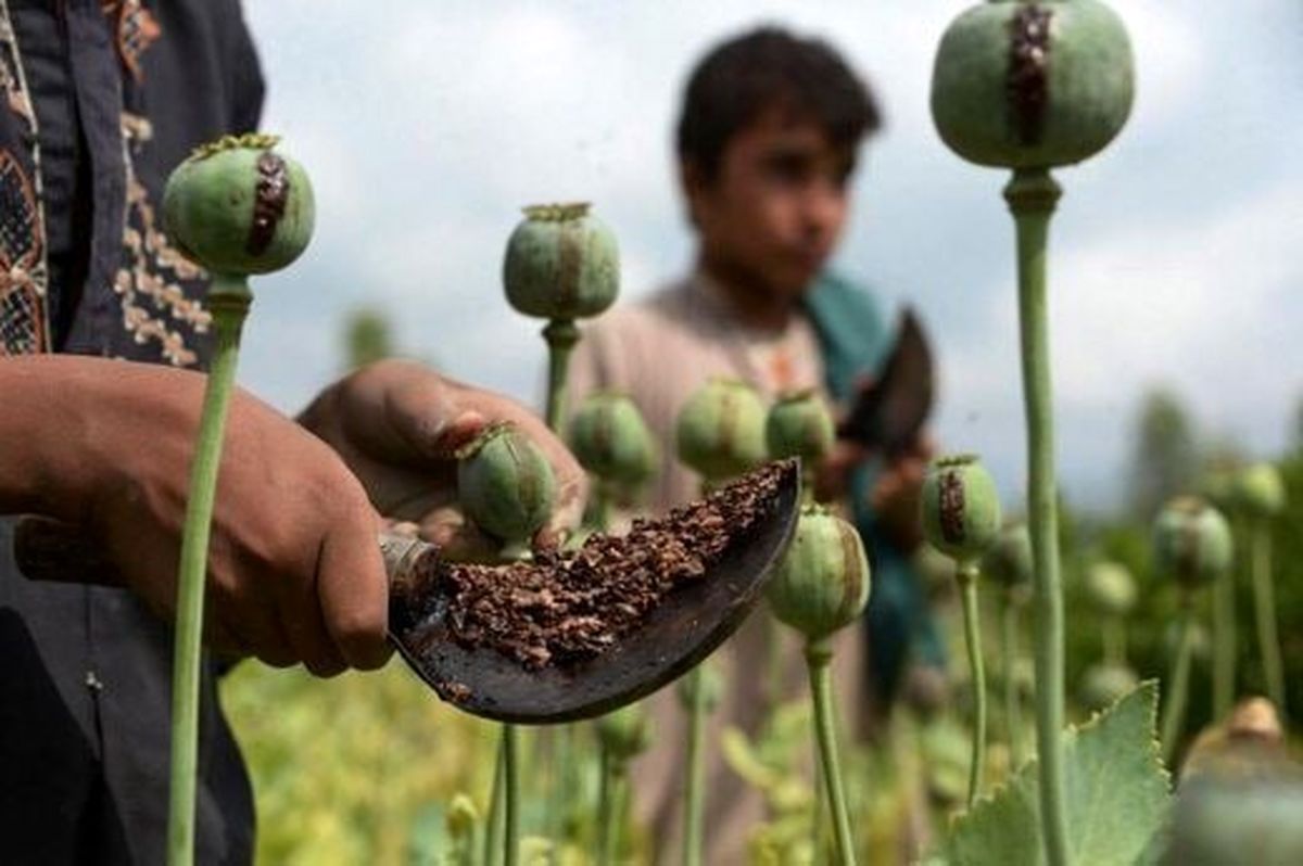   واکنش جدی پلیس به فروش خشخاش و شاهدانه در عطاری‌ها 