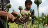 واکنش جدی پلیس به فروش خشخاش و شاهدانه در عطاری‌ها