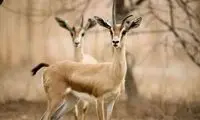 شکار بی‌رحمانه آهو با موتورسیکلت