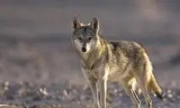 واکنش محیط زیست تهران به رؤیت گرگ در دانشگاه آزاد