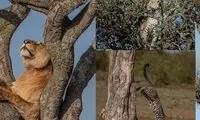 اقدام باورنکردنی پلنگ حیله‌گر برای دور کردن شیرها