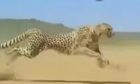 وقتی یوزپلنگ به سرعت کامل می‌رسد!