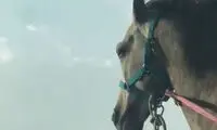 یک اسب داغ دل تمام ایران را تازه کرد!
