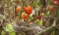 مار گرسنه، جوجه پرنده کمیاب را به سرعت بلعید!