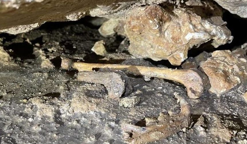 کشف گربه‌های فسیل شده در غارهای تگزاس!