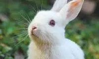 فرار جانانه‌ خرگوش چابک از دست شکارچیان مخوف