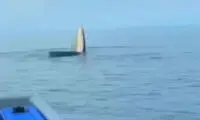لحظه عجیب خمیازه کشیدن یک نهنگ غول‌پیکر وسط دریا